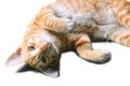 Closeup pet cat lying on white background innocent eyes Cute eyes Royalty Free Stock Photo